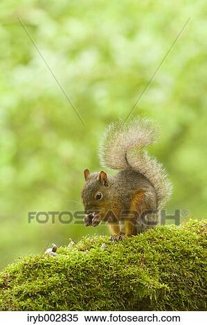 Japanese Squirrel View Large Photo Image Stock Photography - Japanese Squirrel. Fotosearch