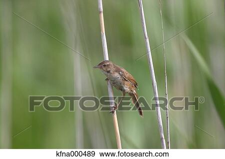 Japanese Swamp Warbler View Large Photo Image Stock Photo - Japanese Swamp Warbler. Fotosearch