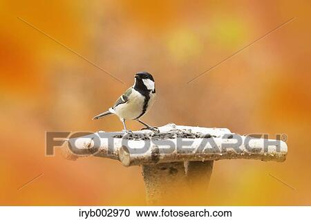 Japanese Tit View Large Photo Image Stock Image - Japanese Tit. Fotosearch