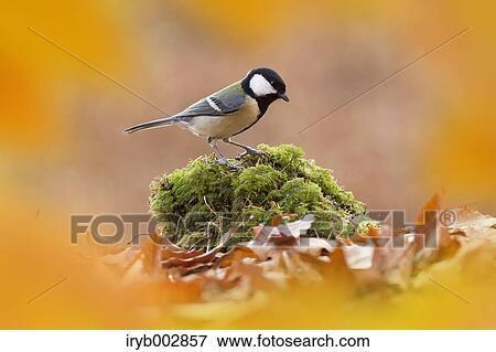 Japanese Tit View Large Photo Image Stock Photo - Japanese Tit. Fotosearch