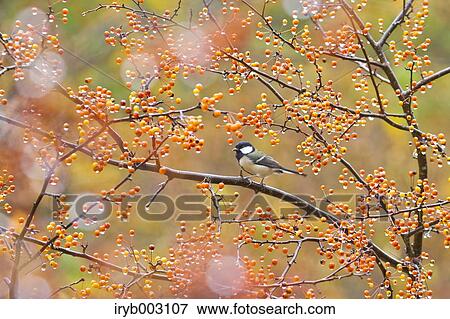 Japanese Tit View Large Photo Image Stock Photo - Japanese Tit. Fotosearch