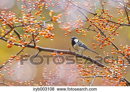 Stock Photo - Japanese Tit. Fotosearch