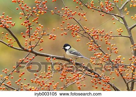 Japanese Tit View Large Photo Image Stock Photography - Japanese Tit. Fotosearch