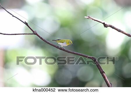 Stock Image - Japanese White Eye. Fotosearch