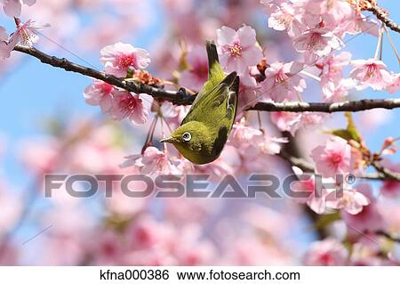 Japanese White Eye View Large Photo Image Stock Photograph - Japanese White Eye. Fotosearch