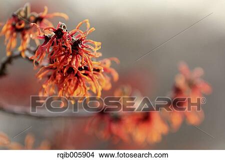 Picture - Japanese Witch Hazel. Fotosearch