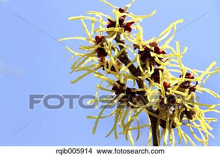 Japanese Witch Hazel View Large Photo Image Picture - Japanese Witch Hazel. Fotosearch