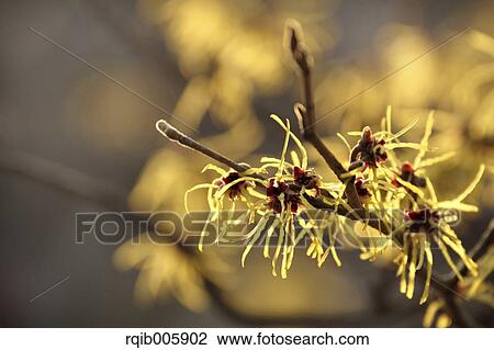 Stock Image - Japanese Witch Hazel. Fotosearch