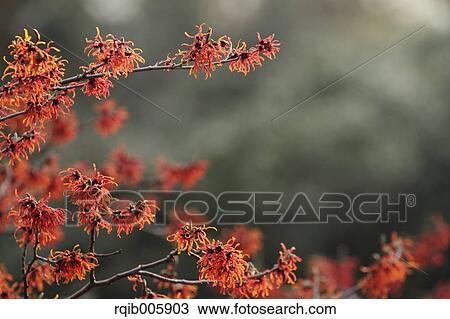 Japanese Witch Hazel View Large Photo Image Stock Image - Japanese Witch Hazel. Fotosearch