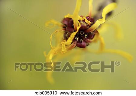 Japanese Witch Hazel View Large Photo Image Stock Image - Japanese Witch Hazel. Fotosearch