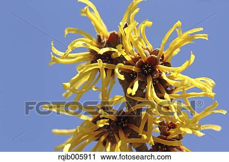 Stock Image - Japanese Witch Hazel. Fotosearch
