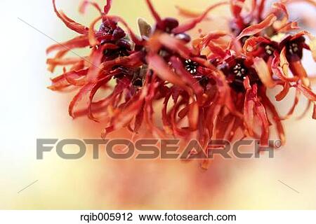 Japanese Witch Hazel View Large Photo Image Stock Image - Japanese Witch Hazel. Fotosearch