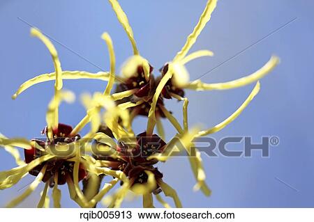 Japanese Witch Hazel View Large Photo Image Stock Image - Japanese Witch Hazel. Fotosearch