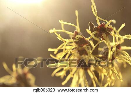 Japanese Witch Hazel View Large Photo Image Stock Image - Japanese Witch Hazel. Fotosearch
