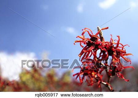 Stock Photo - Japanese Witch Hazel. Fotosearch
