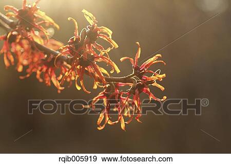 Japanese Witch Hazel View Large Photo Image Stock Photo - Japanese Witch Hazel. Fotosearch