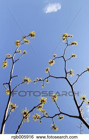 Stock Photograph - Japanese Witch Hazel. Fotosearch