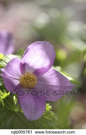 Japanese Wood Poppy View Large Photo Image Stock Image - Japanese Wood Poppy. Fotosearch