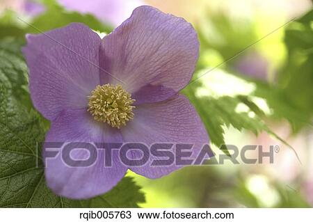 Stock Image - Japanese Wood Poppy. Fotosearch