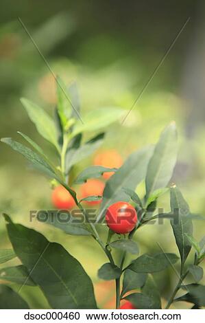 Jerusalem Cherry View Large Photo Image Stock Image - Jerusalem Cherry. Fotosearch