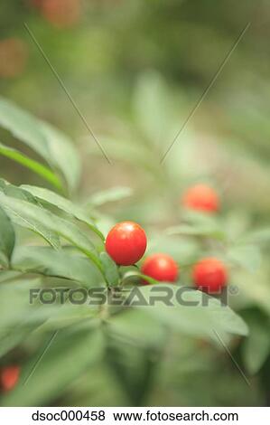 Jerusalem Cherry View Large Photo Image Stock Photo - Jerusalem Cherry. Fotosearch