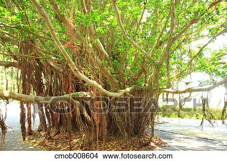 Picture - Kagoshima Prefecture, Japan. Fotosearch