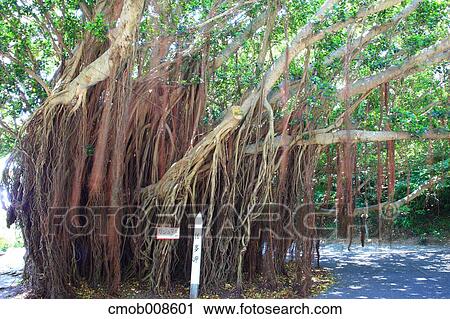 Kagoshima Prefecture, Japan View Large Photo Image Stock Image - Kagoshima Prefecture, Japan. Fotosearch