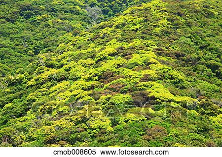 Kagoshima Prefecture, Japan View Large Photo Image Stock Photography - Kagoshima Prefecture, Japan. Fotosearch