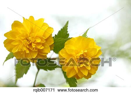 Kerria Japonica View Large Photo Image Stock Image - Kerria Japonica. Fotosearch