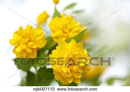 Kerria Japonica View Large Photo Image Stock Image - Kerria Japonica. Fotosearch