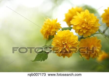 Kerria Japonica View Large Photo Image Stock Image - Kerria Japonica. Fotosearch