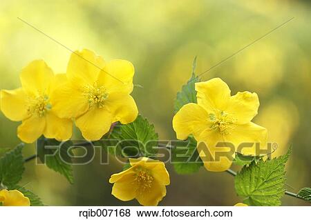 Kerria Japonica View Large Photo Image Stock Photo - Kerria Japonica. Fotosearch
