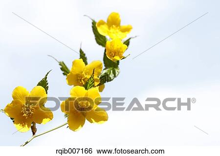 Stock Photograph - Kerria Japonica. Fotosearch
