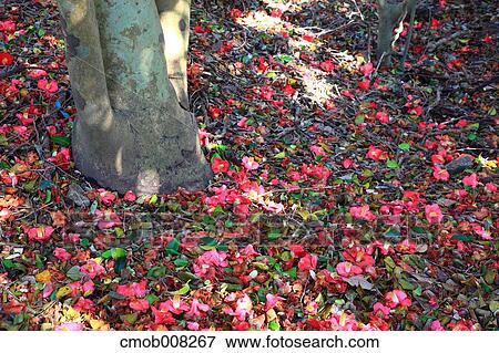 Kochi Prefecture, Japan View Large Photo Image Stock Photo - Kochi Prefecture, Japan. Fotosearch