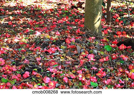 Stock Photo - Kochi Prefecture, Japan. Fotosearch