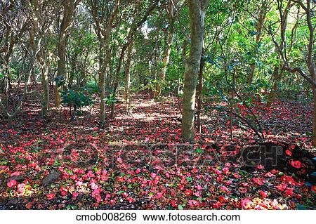 Kochi Prefecture, Japan View Large Photo Image Stock Photo - Kochi Prefecture, Japan. Fotosearch