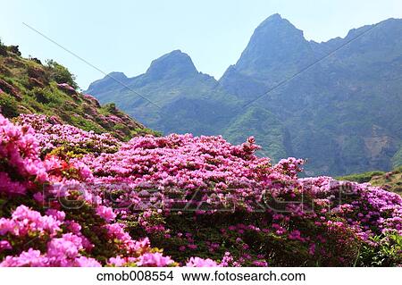 Kumamoto Prefecture, Japan View Large Photo Image Picture - Kumamoto Prefecture, Japan. Fotosearch