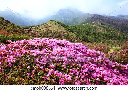 Kumamoto Prefecture, Japan View Large Photo Image Stock Image - Kumamoto Prefecture, Japan. Fotosearch