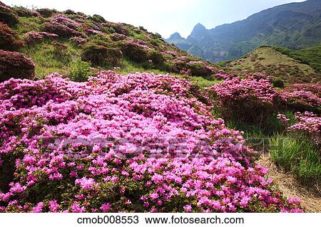 Kumamoto Prefecture, Japan View Large Photo Image Stock Image - Kumamoto Prefecture, Japan. Fotosearch