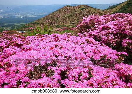Kumamoto Prefecture, Japan View Large Photo Image Stock Image - Kumamoto Prefecture, Japan. Fotosearch