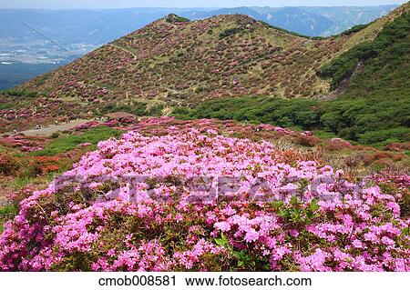 Kumamoto Prefecture, Japan View Large Photo Image Stock Image - Kumamoto Prefecture, Japan. Fotosearch