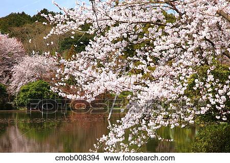 Kyoto, Japan View Large Photo Image Picture - Kyoto, Japan. Fotosearch