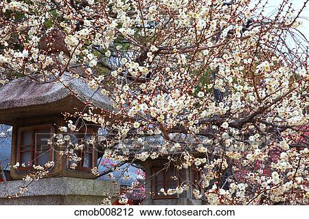 Kyoto, Japan View Large Photo Image Stock Image - Kyoto, Japan. Fotosearch