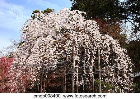 Kyoto, Japan View Large Photo Image Stock Image - Kyoto, Japan. Fotosearch