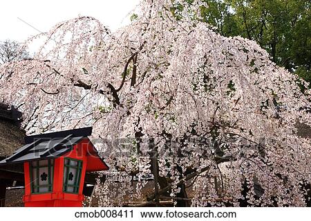 Kyoto, Japan View Large Photo Image Stock Image - Kyoto, Japan. Fotosearch