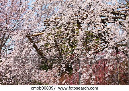 Kyoto, Japan View Large Photo Image Stock Photo - Kyoto, Japan. Fotosearch