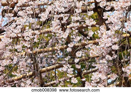Kyoto, Japan View Large Photo Image Stock Photo - Kyoto, Japan. Fotosearch