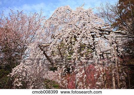 Kyoto, Japan View Large Photo Image Stock Photo - Kyoto, Japan. Fotosearch