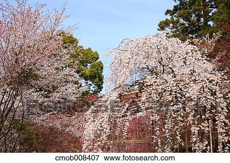 Kyoto, Japan View Large Photo Image Stock Photo - Kyoto, Japan. Fotosearch