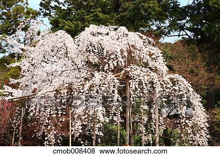 Kyoto, Japan View Large Photo Image Stock Photo - Kyoto, Japan. Fotosearch